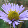 Aster amellus / Астра итальянская