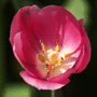 Tulipa gesneriana Cultivars / Тюльпан Геснера