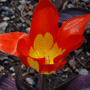 Tulipa fosteriana Cultivars / Тюльпан Фостера (сортовой)