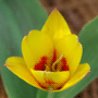 Tulipa greigii Cultivars / Тюльпан Грейга