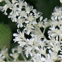 Astilbe x arendsii / Астильба Арендса