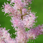 Astilbe simplicifolia «Sprite» / Астильба простолистная «Sprite»