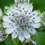 Astrantia major subsp. major / Астранция крупная, звездовка