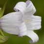 Campanula latifolia var. macrantha / Колокольчик (кампанула) широколистный