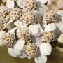 Achillea millefolium / Тысячелистник обыкновенный