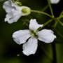 Cardamine trifolia / Сердечник трёхлистный