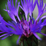 Centaurea montana / Василёк горный