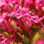 Centranthus ruber / Кентрантус красный, красная валериана