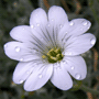 Cerastium tomentosum var. columnae / Ясколка войлочная