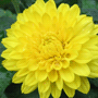 Chrysanthemum x grandiflorum / Хризантема крупноцветковая