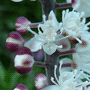 Cimicifuga ramosa «Atropurpurea» / Клопогон ветвистый «Atropurpurea»
