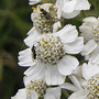 Achillea ptarmica «The Pearl» / Тысячелистник птармика «The Pearl», жемчужница