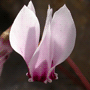 Cyclamen hederifolium / Цикламен плющелистный, неаполитанский