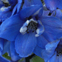 Delphinium Cultivars Belladonna-Gruppe / Дельфиниум группы Белладонна