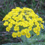 Achillea tomentosa / Тысячелистник войлочный